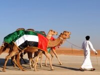 Верблюд в ОАЭ больше, чем просто верблюд