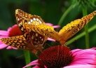 Долгожданный «Сад бабочек» наконец-то открылся