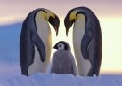 В ОАЭ на свет появился пингвин