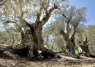 Древнейшие оливковые деревья станут новой достопримечательностью Дубая