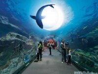 Океанариум Underwater Zoo в Дубай Молл